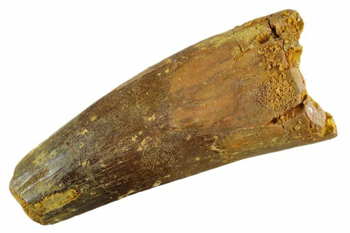 Fossil Spinosaurus Tooth - Feeding Worn Tip #347155